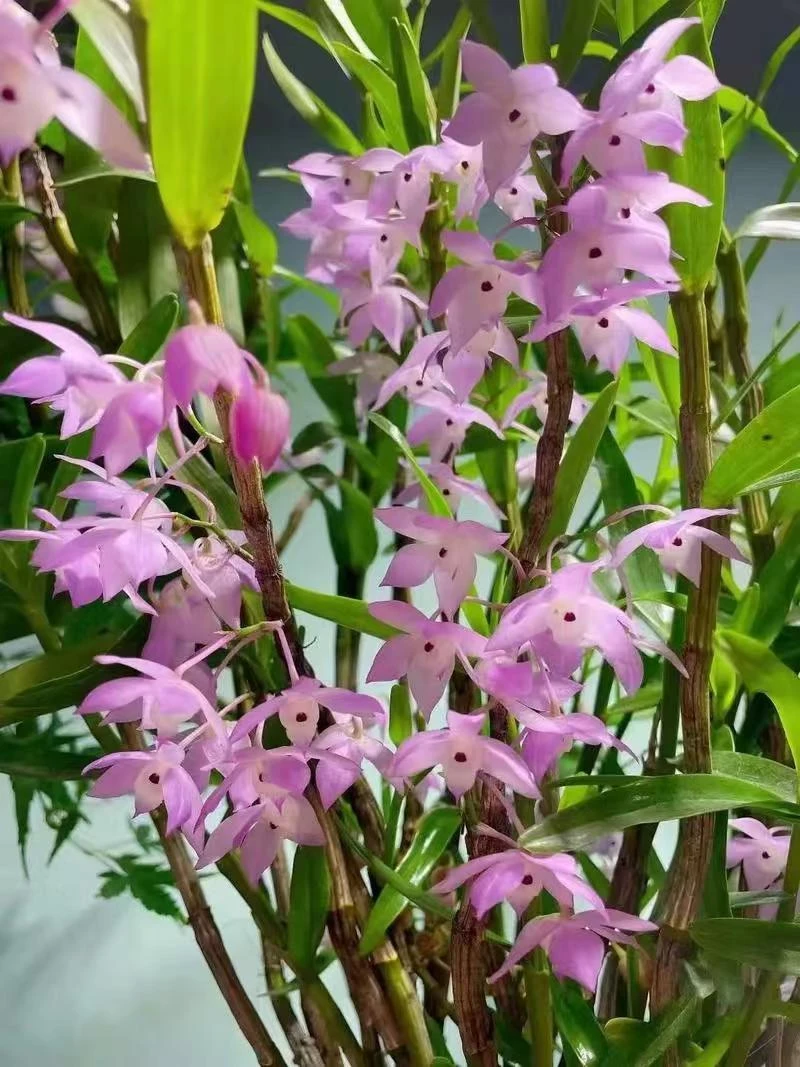 云南重唇兰花可爆苗花杆可吃开花漂亮新手易养送植料