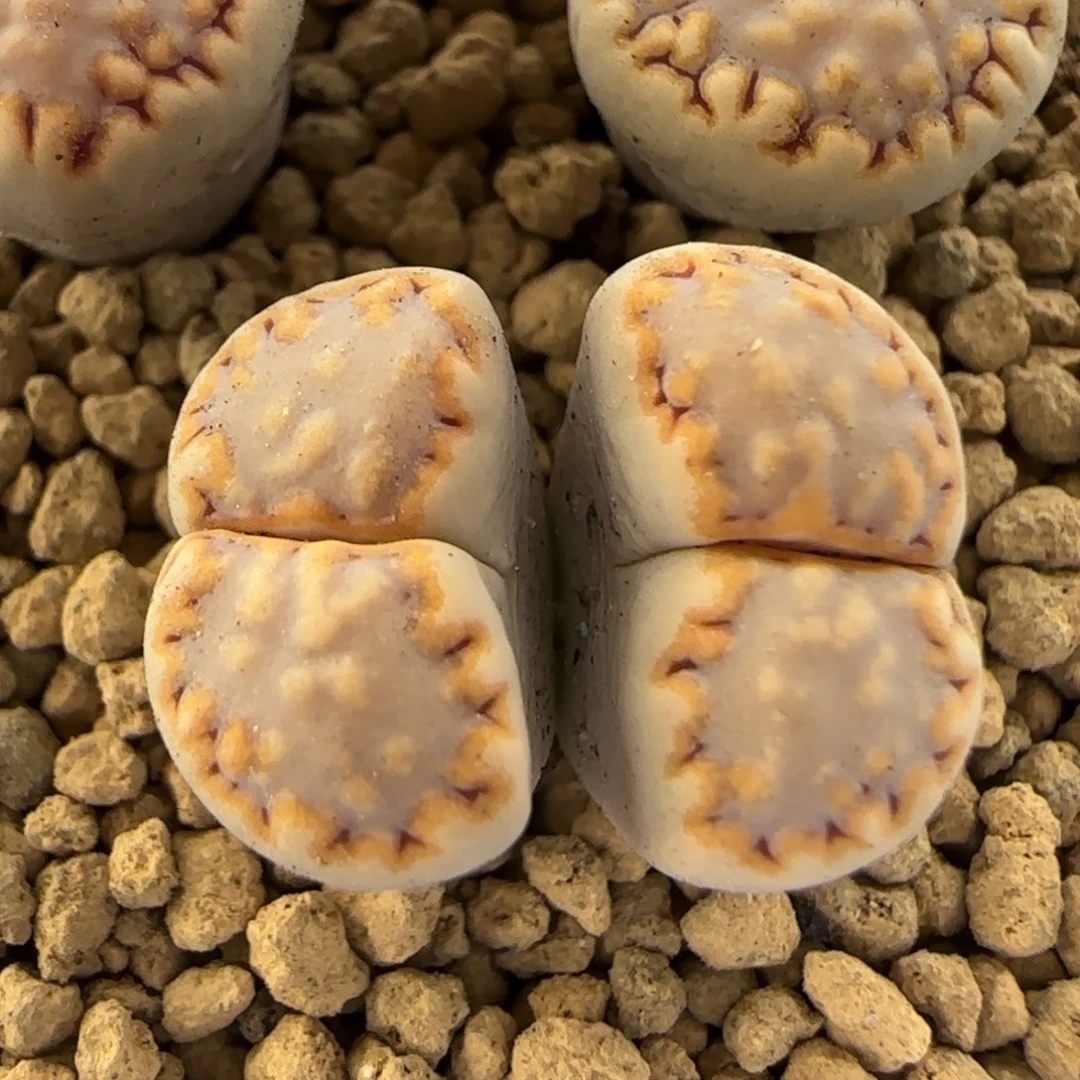 5.30。216。饼干。9001