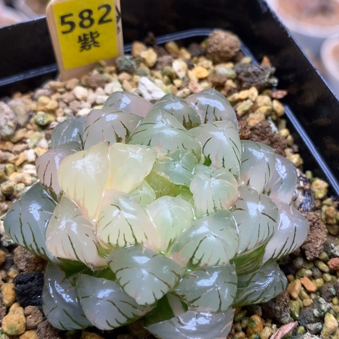 582实生湖水多肉植物