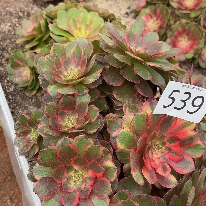 多肉植物福利来539个
