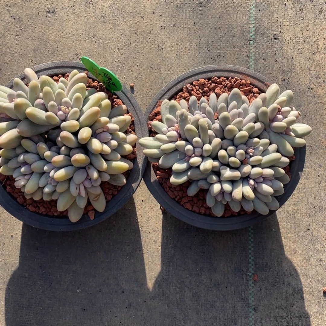 知*汤圆两个一组76