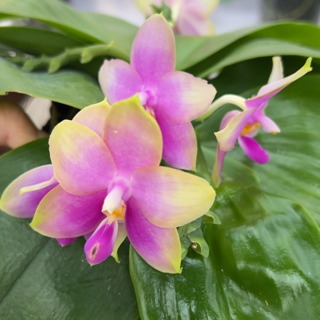 完全开放4.5寸杯蓝贝交弥陀白虎