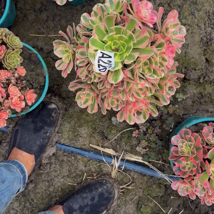 男神花花25-22包邮花花