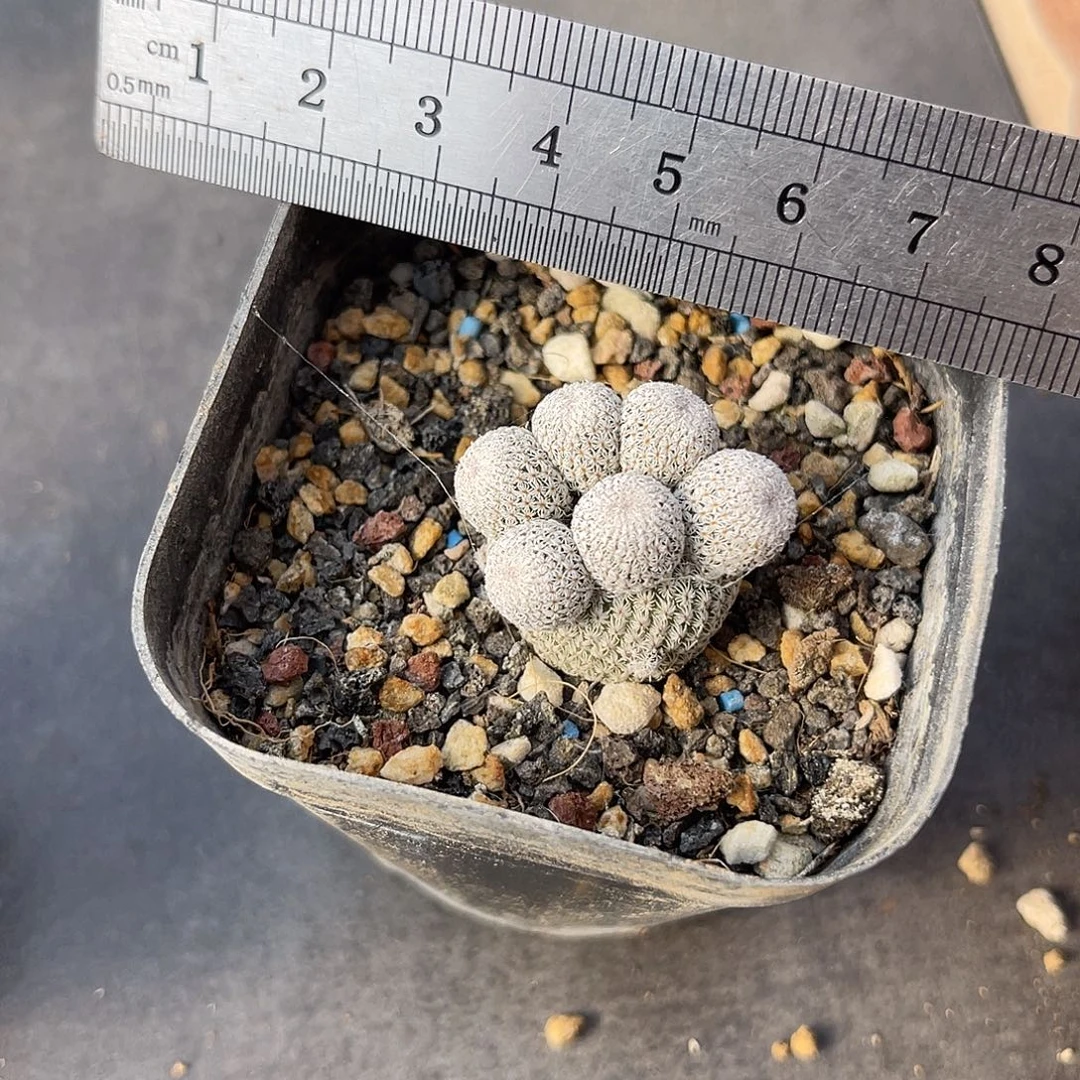 群生月世界仙人球一物一拍