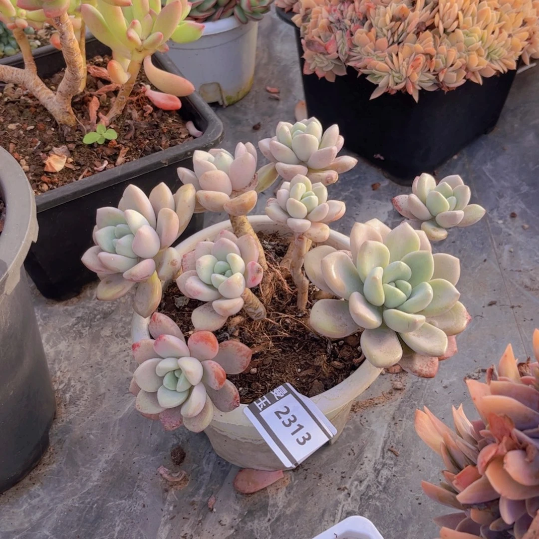 白鹭多肉植物2313