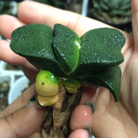 军配蜗牛母本带3侧牙一起