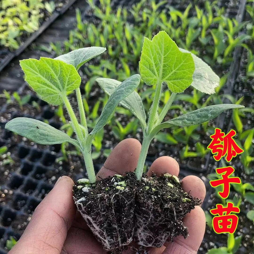 高产瓠子瓜苗长瓠子苗短瓠子苗菜葫芦苗带土发货