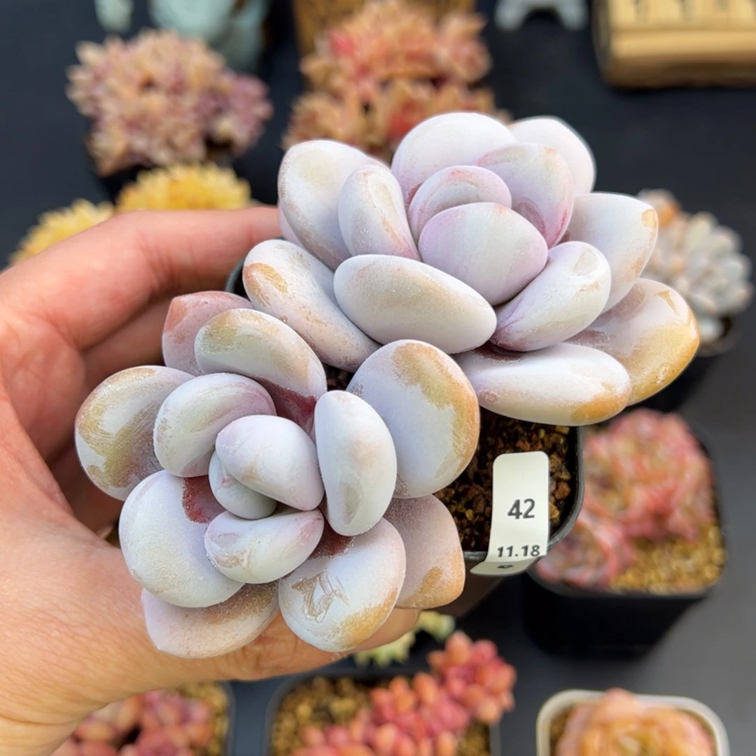 哒***哒拉拉奶42、哈哈哈哈