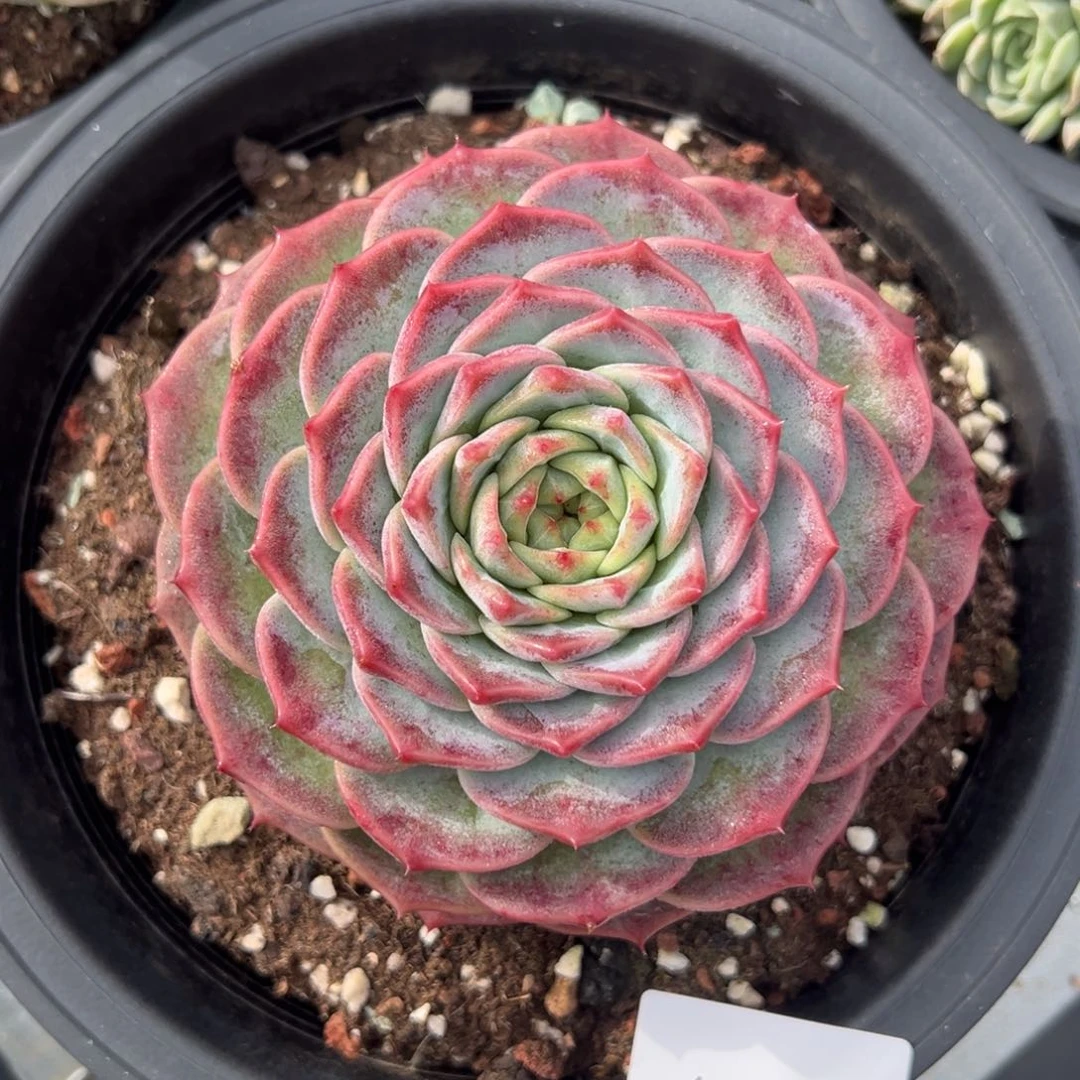 秋**.4040肉肉肉肉肉肉肉