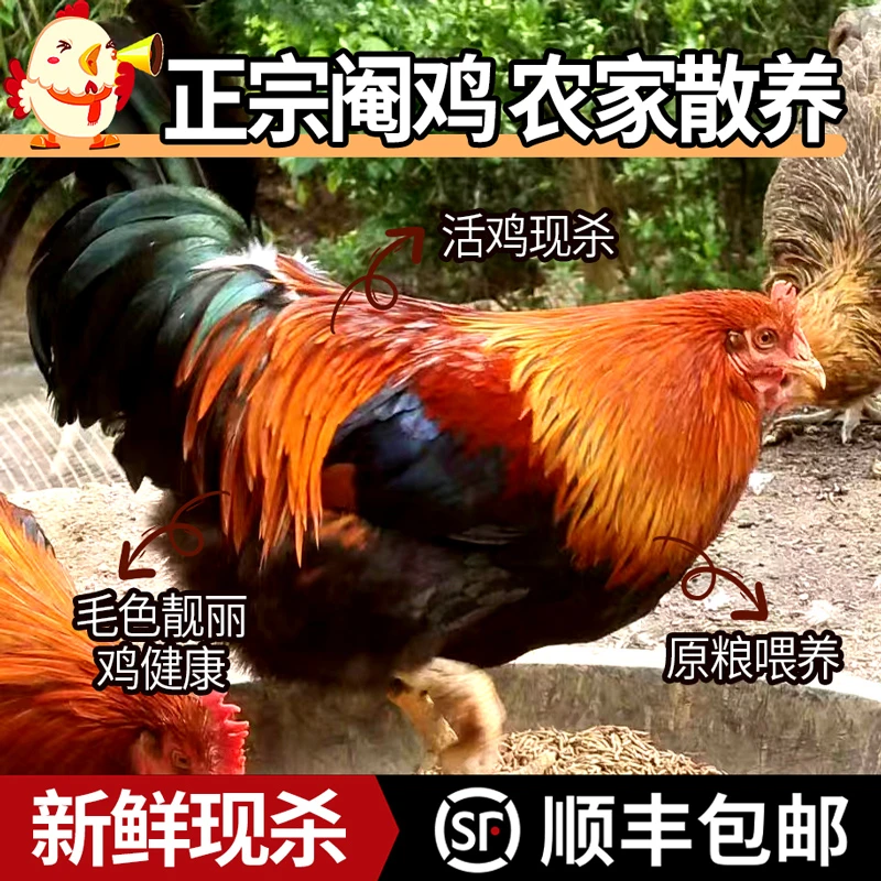 散养湛江大阉鸡安铺土扇鸡整鸡现杀广东白切鸡老母鸡走地土鸡生鲜