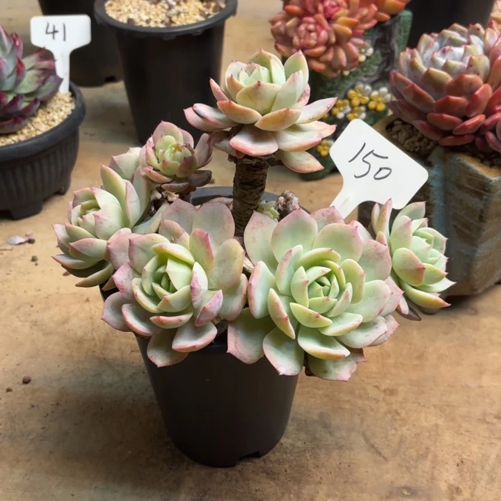 多肉植物，恋曲150号