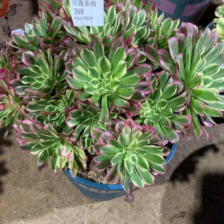 300天和多肉植物特价