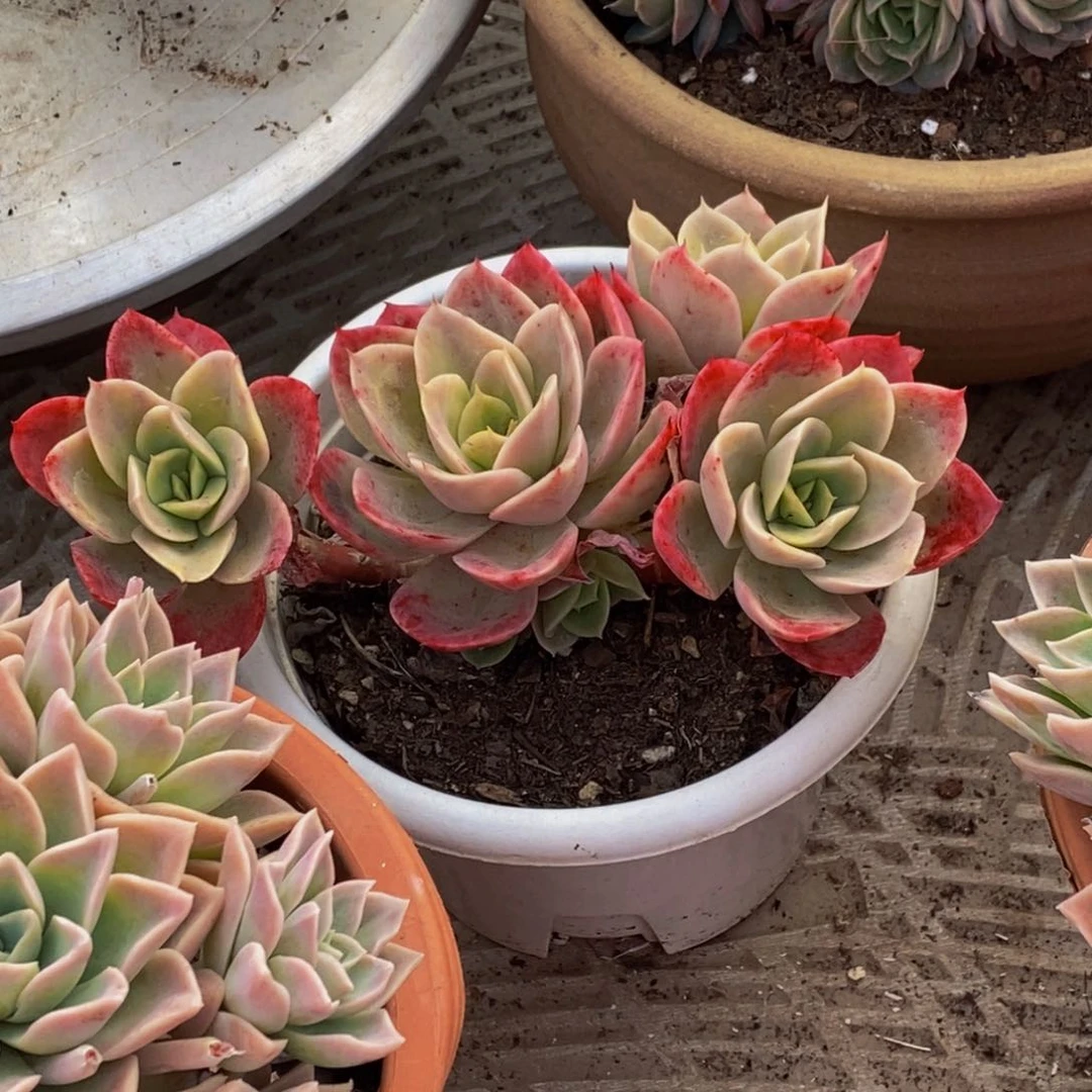 香*厨48包邮一物一拍多肉植物