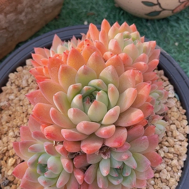 佳人杂1595多肉植物