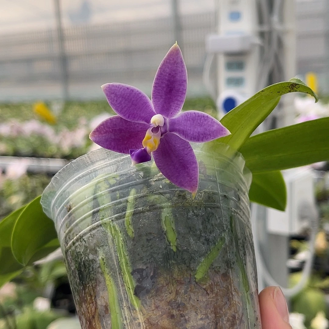 大量花朵（建议范围：8朵-15朵 或40%以上）编号1113蓝路帝