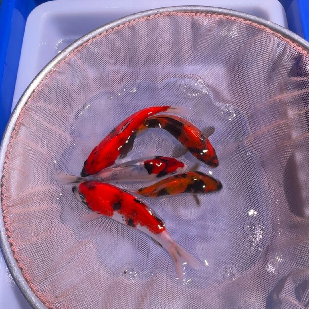 锦鲤锦鲤大热卖中6