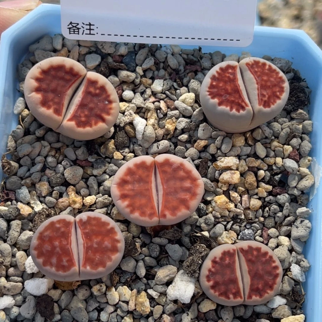 7788红窗5颗尺寸1.8