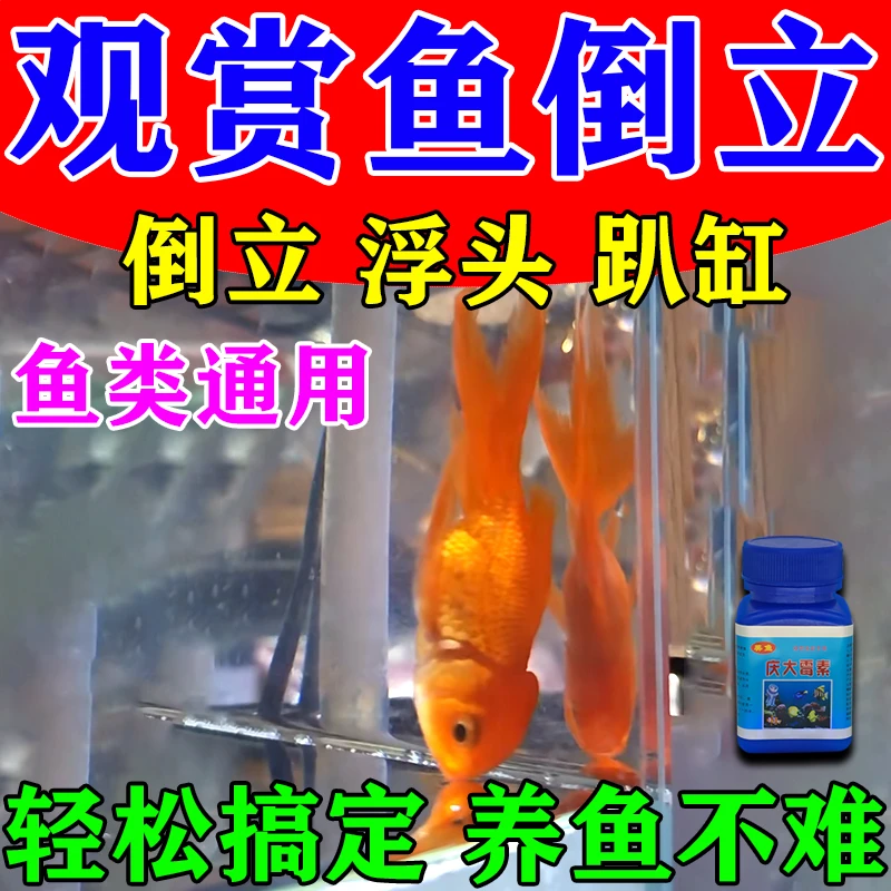 观赏鱼失鳔翻肚子倒立漂浮侧卧鱼用庆大霉素鱼趴缸掉鳞水族专用