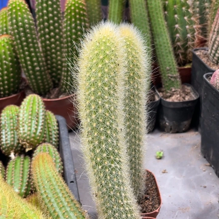 新品狐妞自根一杯保15