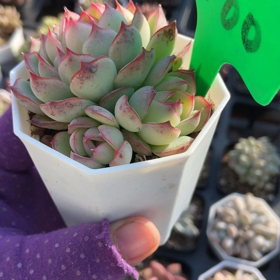 3160勾魂仙子多肉植物