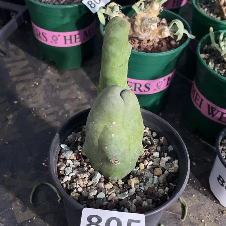 805程程柱仙人球植物