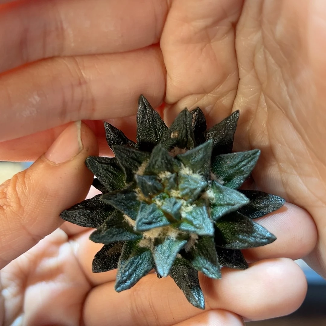 苗接短尤龙角牡丹无根4.5公分