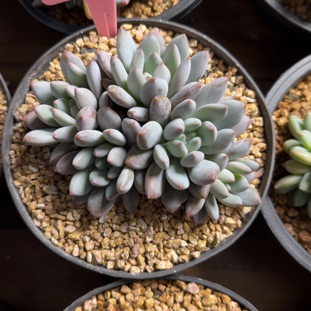 半夏1111111111111111元