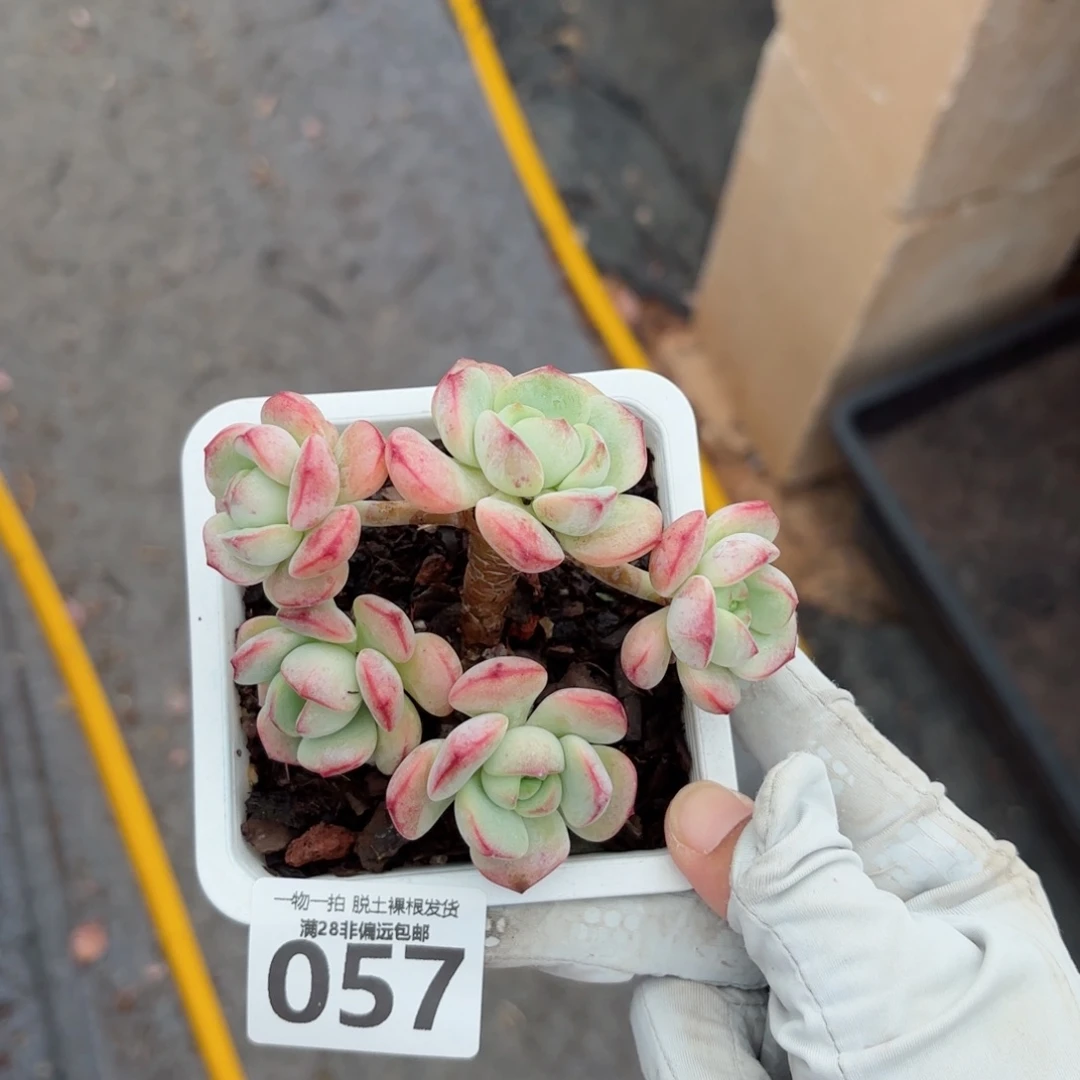 香草老桩无盆土发货