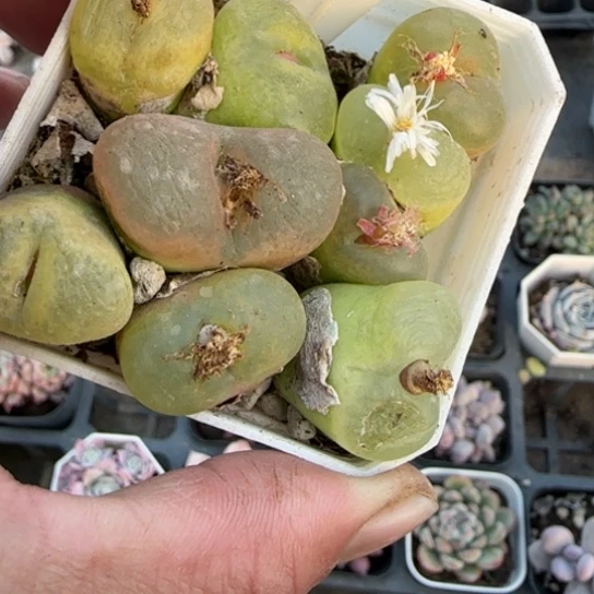 26毛汗尼多肉植物多