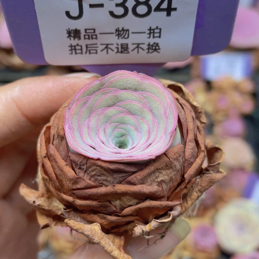 山地玫瑰J384满38包邮裸根发货