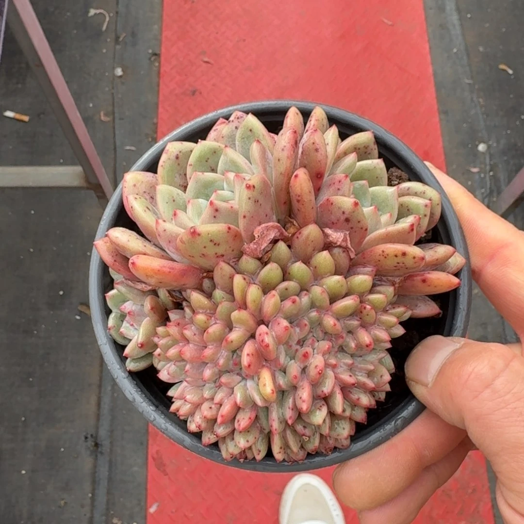 12厘米的尺寸一物一拍的