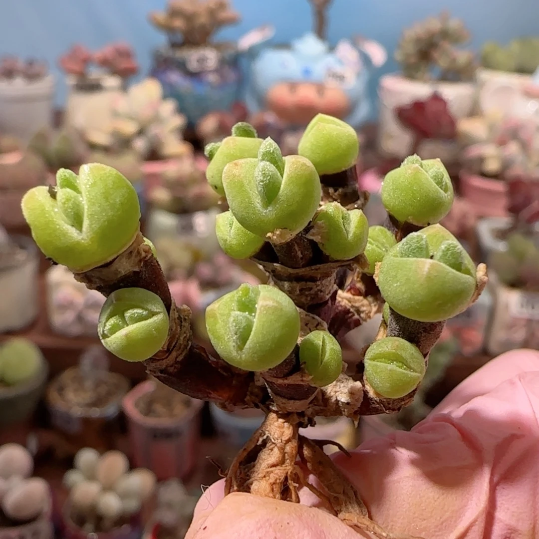 枝干兔子 盆口3cm