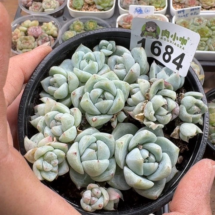 无花朵多肉植物多肉植物