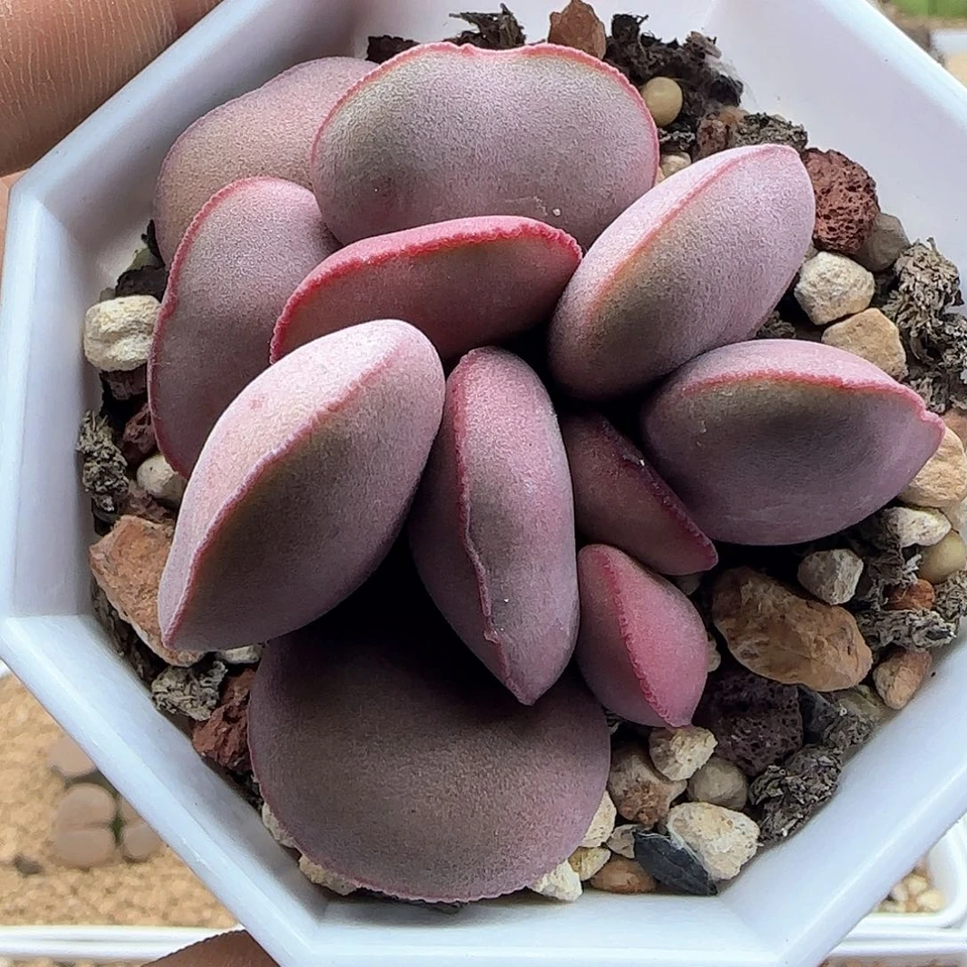 开播福利来啦41569