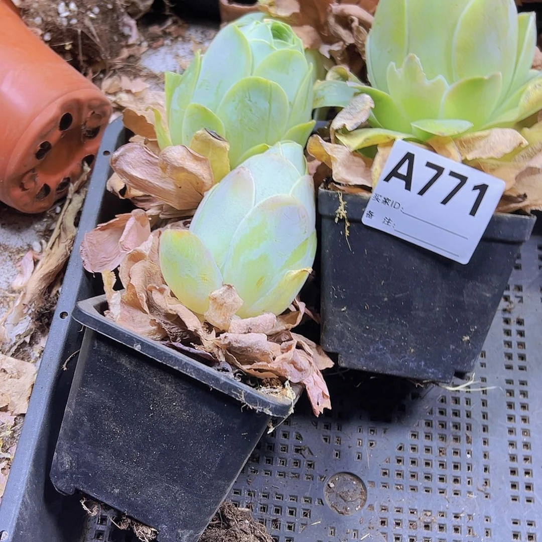 李**@一物一拍无售后771