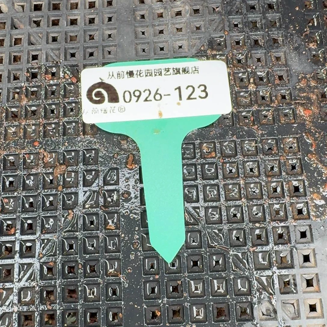从前慢多肉精选编号0926.123