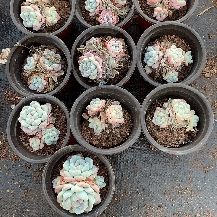 冰玉多肉植物哈哈