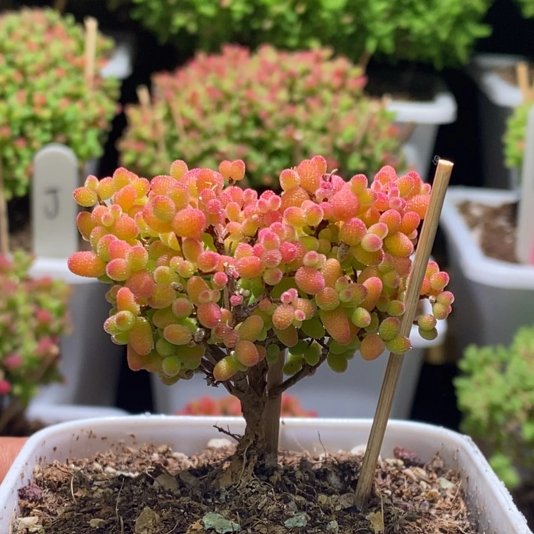 要*嘻枝干番杏金桔123