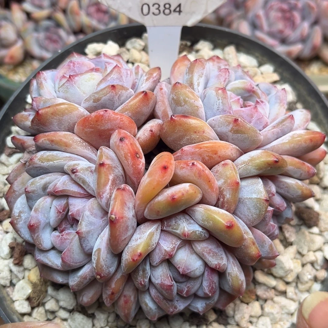 绿底紫心384/12cm5头