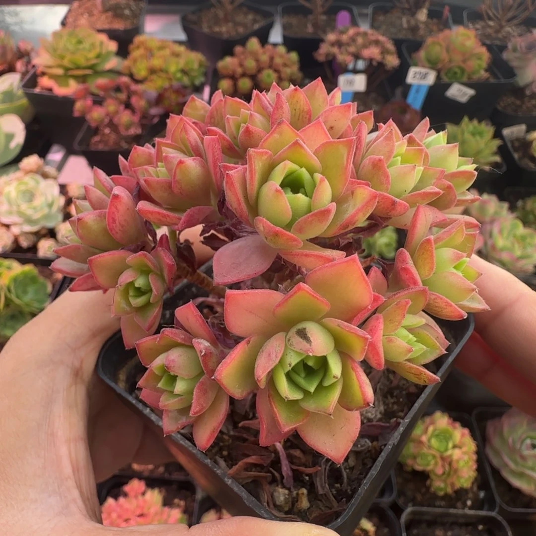 L653半城玫瑰戈梅拉之彤帕不含盆土