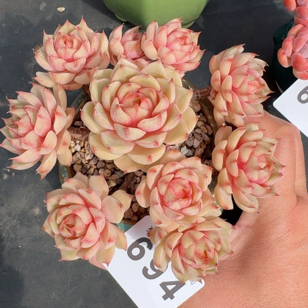 笨吧帝斯          摇身一变高富帅，一夜暴富动作快