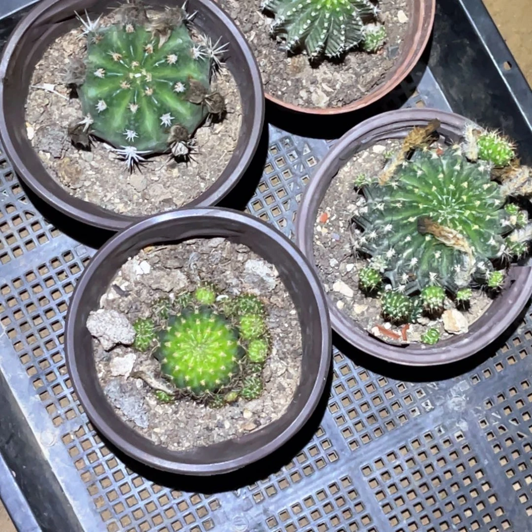 时***语丽花 4颗 脱土脱盆摘花满20包邮