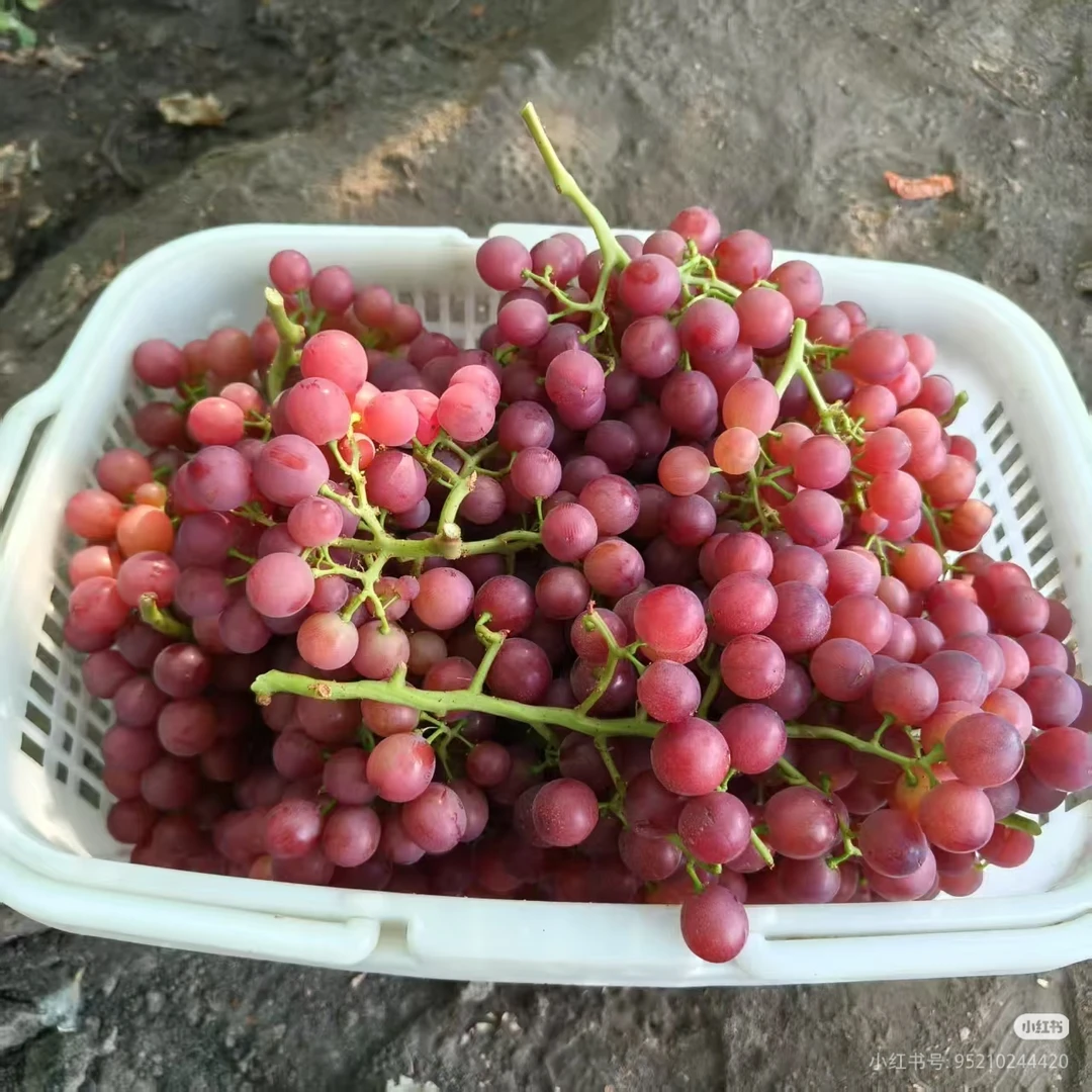 【次日达】新疆玻璃翠葡萄火焰无核脆甜多汁当季现摘顺丰包邮新疆维吾尔自治区