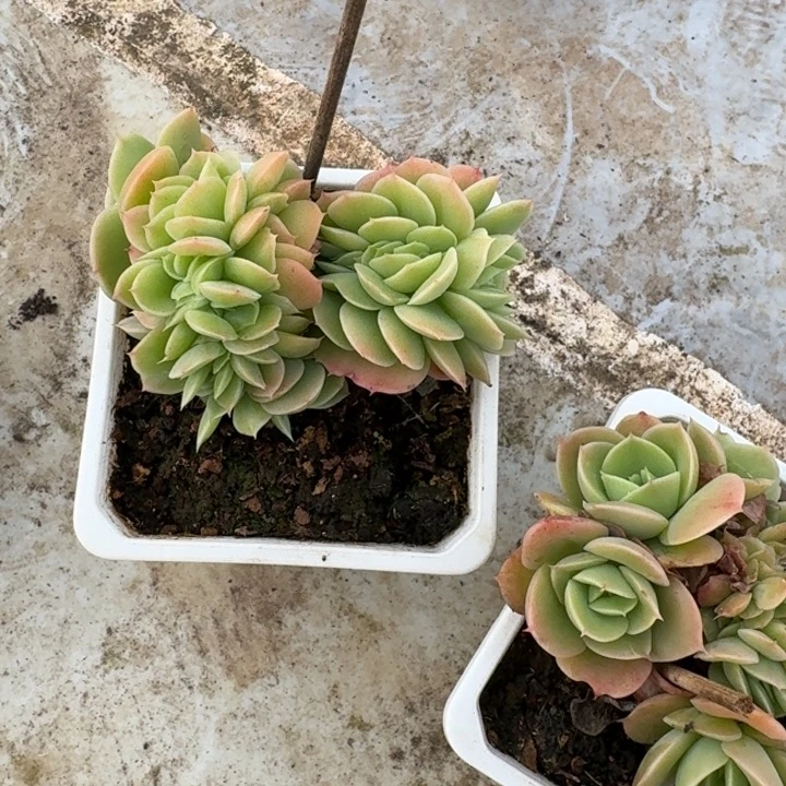 星纳塔新号福利价