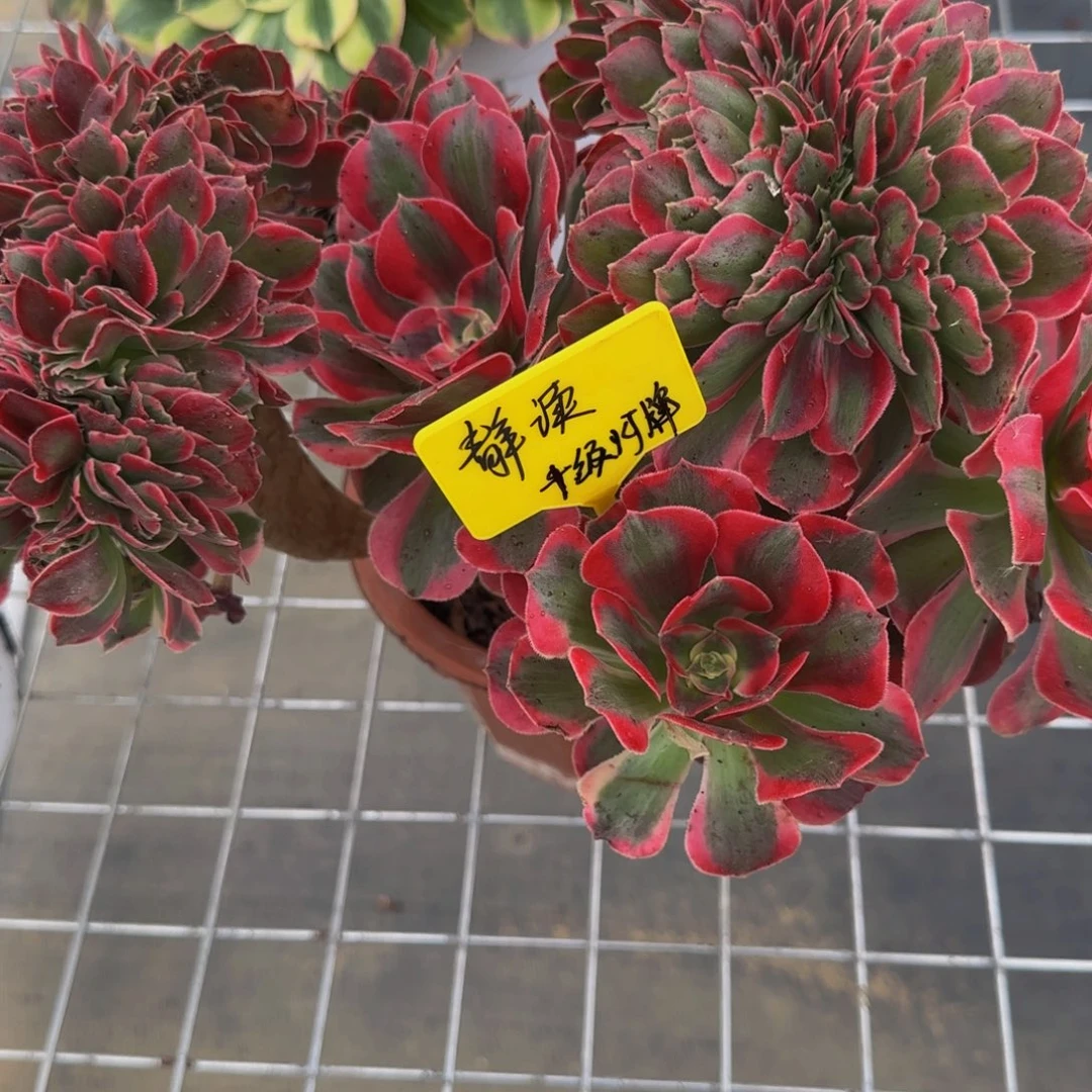静***读十级灯牌8888888888