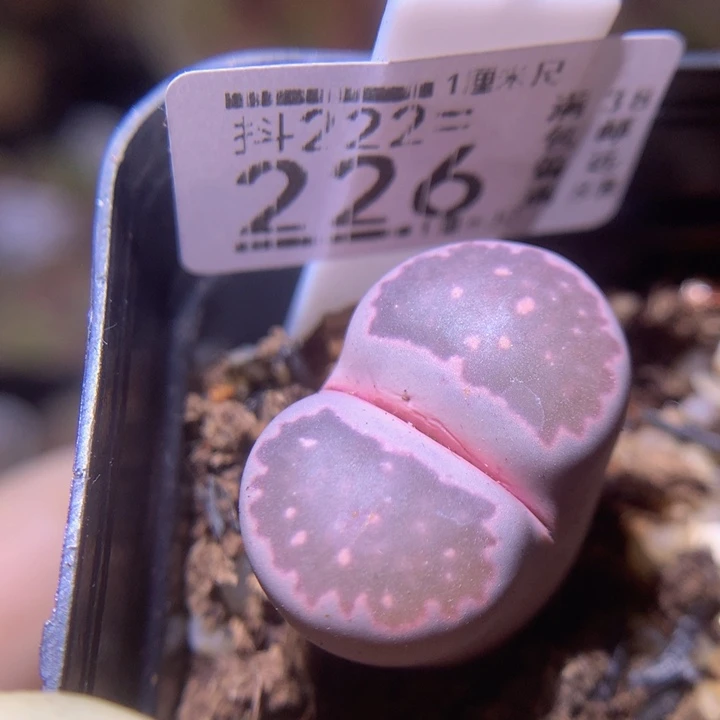 精品生石花222.226