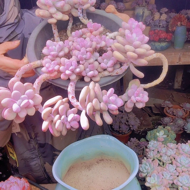 刘***云大掏蛋多肉植物福利处理