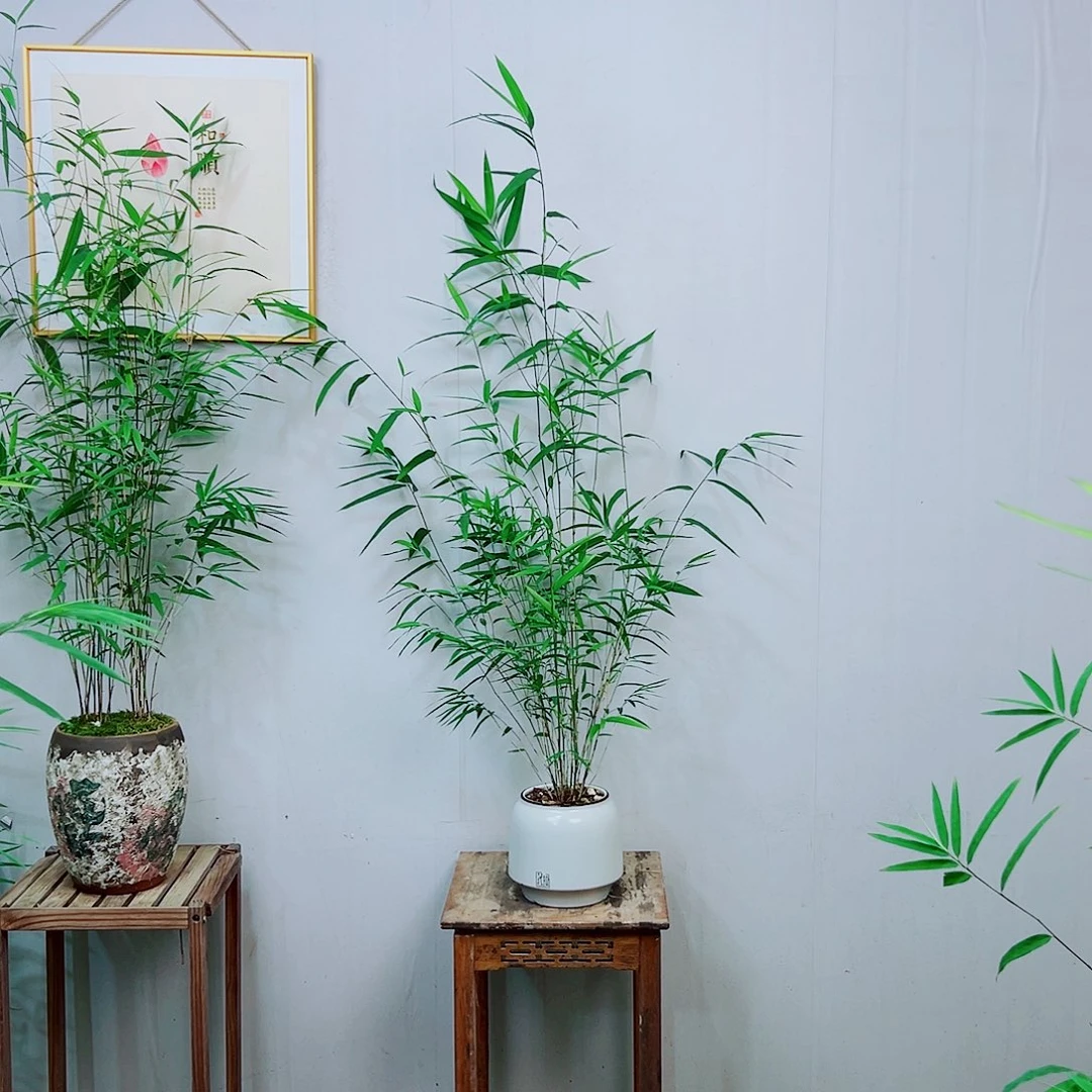 不开花植物内门竹