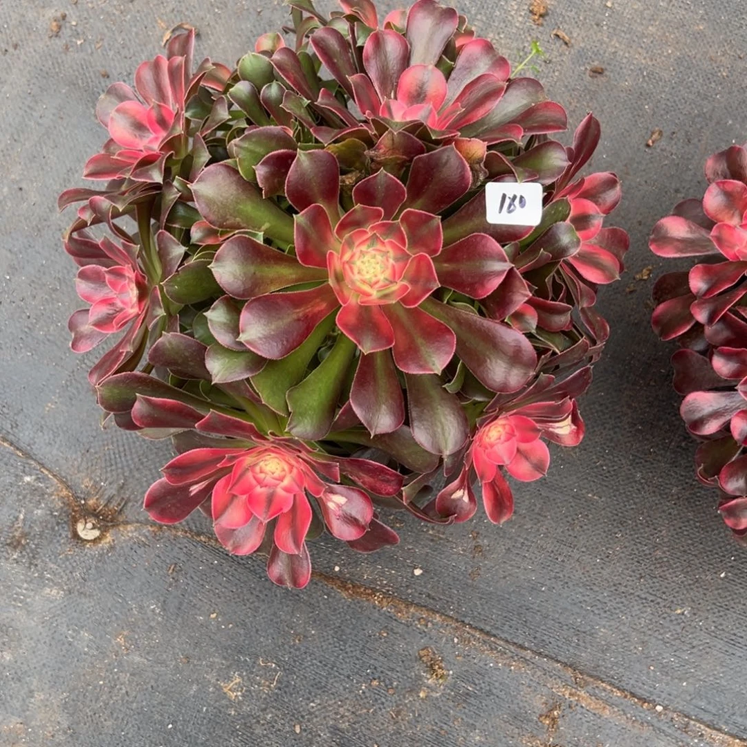 180香妃多肉多头多肉多肉