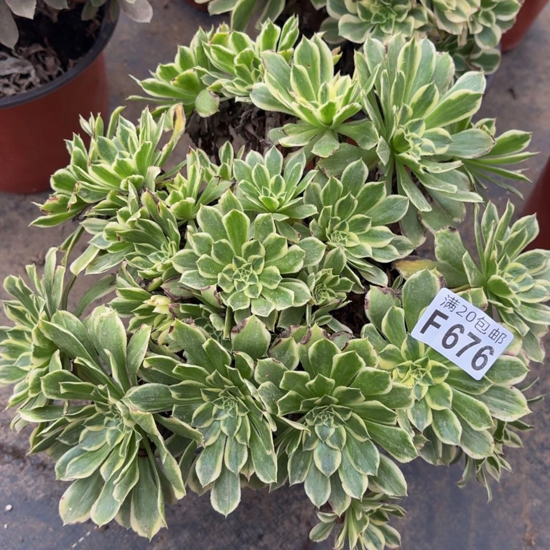 676多肉植物捧花的